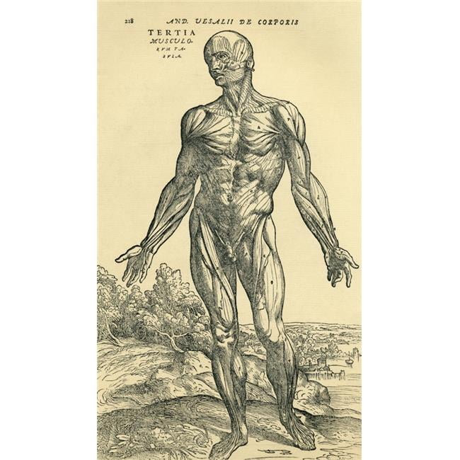 Pin by Coraxo Ravenite on Anatomy sketches | Anatomy sketches, Medical  illustration, Andreas vesalius